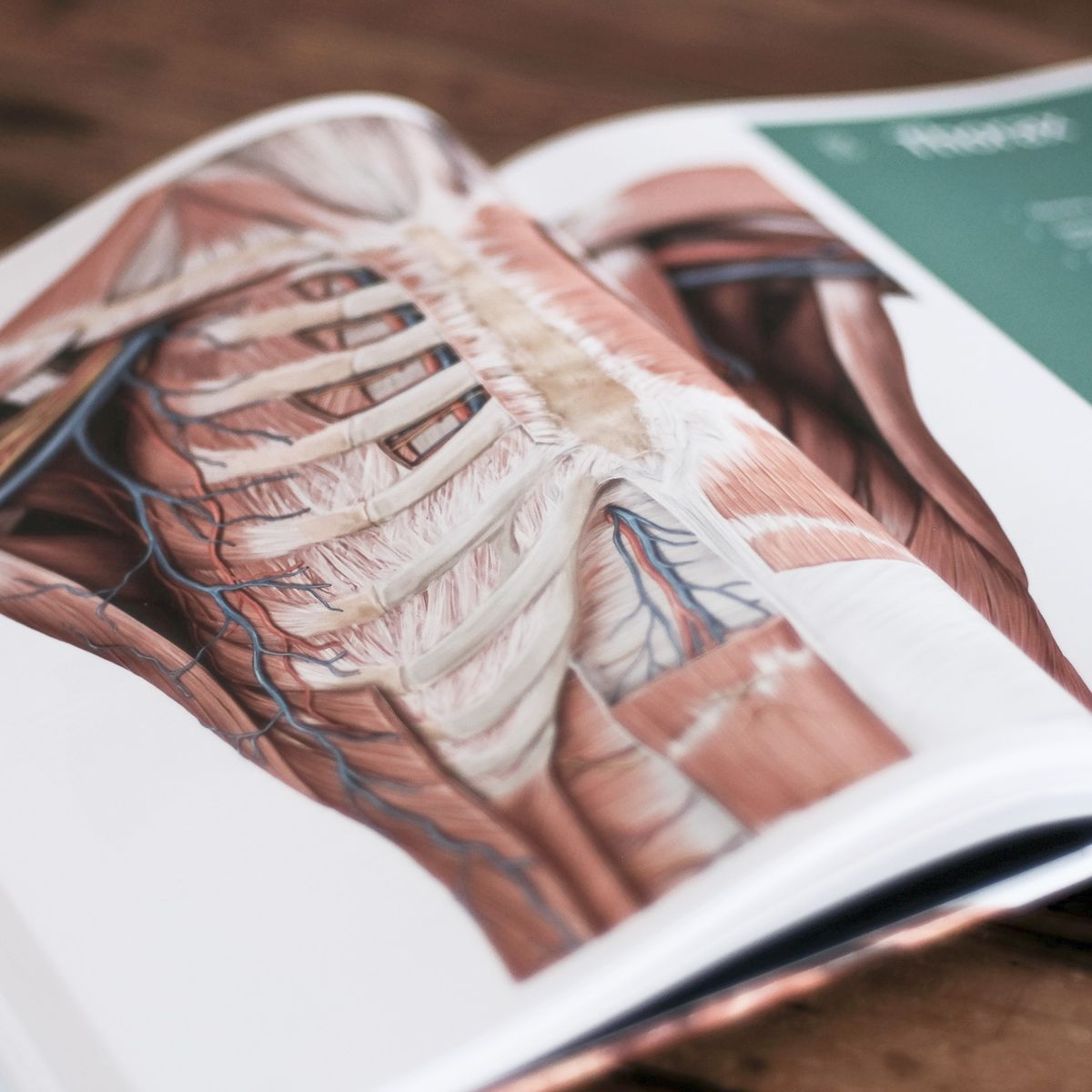 Osteopathie - Serena Noto - Berlin